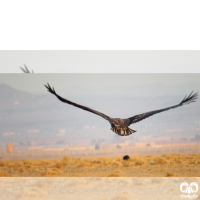 گونه عقاب دریایی دم سفید White tailed Eagle